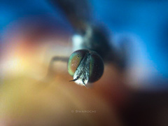 Diptera