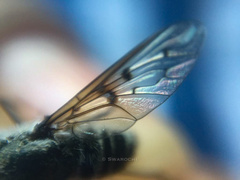 Diptera