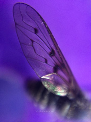 Diptera