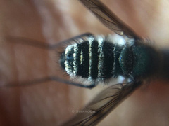 Diptera