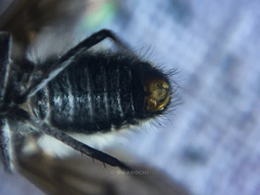Diptera
