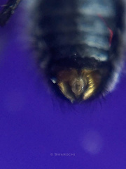 Diptera