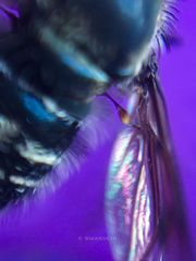 Diptera