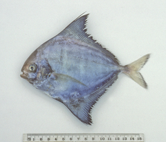 Parastromateus niger
