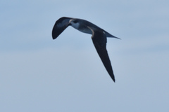 Pterodroma nigripennis