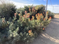 Castilleja latifolia