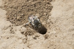Anthophora edwardsii