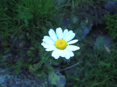 Tripleurospermum caucasicum