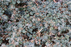 Glinus lotoides