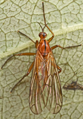 Empis stercorea
