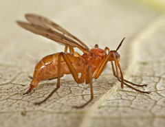 Empis stercorea