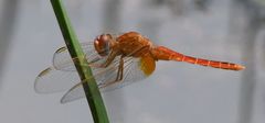 Crocothemis erythraea