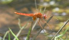 Crocothemis erythraea