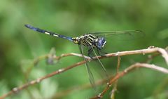 Orthetrum icteromelas