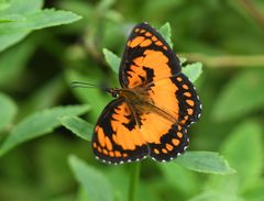 Byblia anvatara anvatara