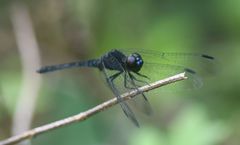 Diplacodes lefebvrii