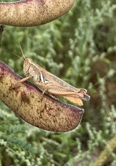 Melanoplus packardii