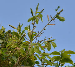 Ficus prolixa