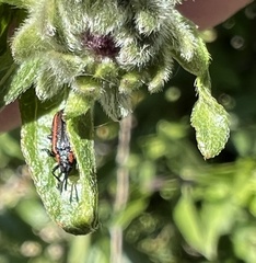 Microrhopala rubrolineata