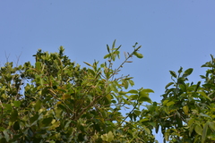 Ficus prolixa