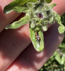 Microrhopala rubrolineata