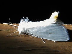 Rupela albina