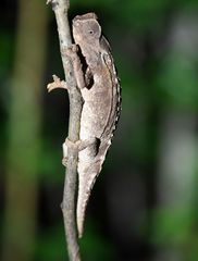Brookesia decaryi