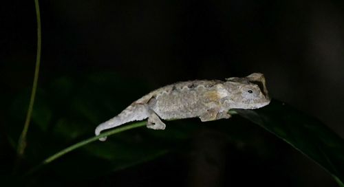 Spiny Leaf Chameleon