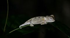 Brookesia decaryi