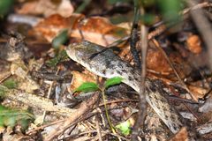 Madagascarophis colubrinus