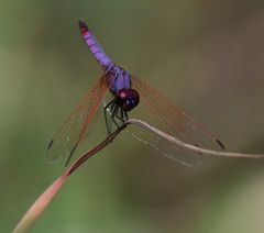 Trithemis annulata