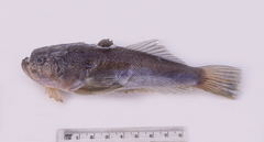 Uranoscopus affinis