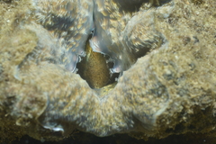 Hippopus porcellanus