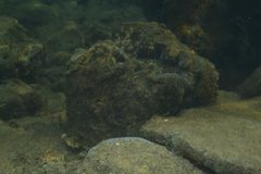 Hippopus porcellanus