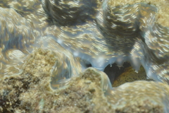 Hippopus porcellanus