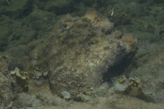 Hippopus porcellanus