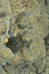 Hippopus porcellanus