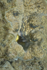 Hippopus porcellanus
