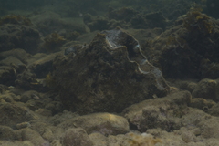 Hippopus porcellanus