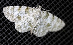 Dyscheralcis crimnodes