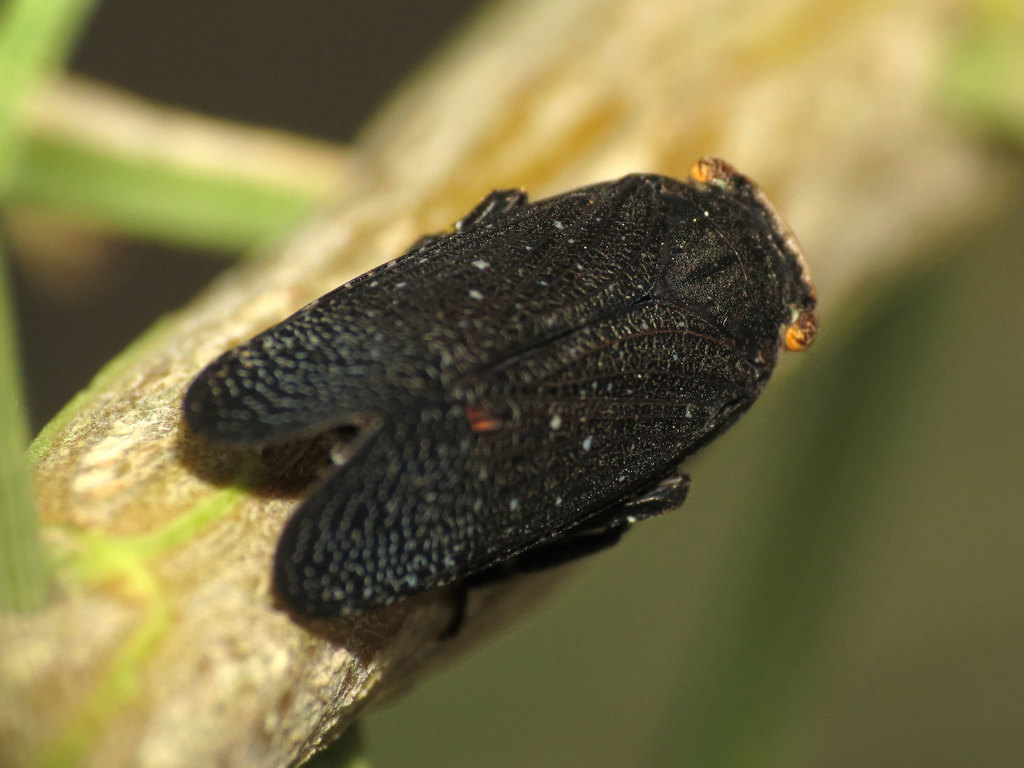 Poblicia fuliginosa