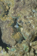 Hippopus porcellanus