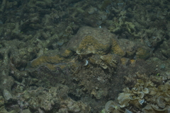 Hippopus porcellanus