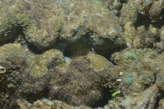 Hippopus porcellanus