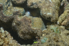 Hippopus porcellanus