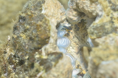 Hippopus porcellanus