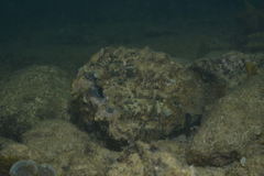 Hippopus porcellanus