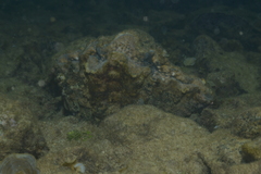 Hippopus porcellanus