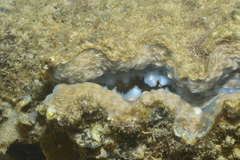 Hippopus porcellanus