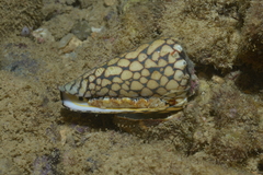 Conus marmoreus